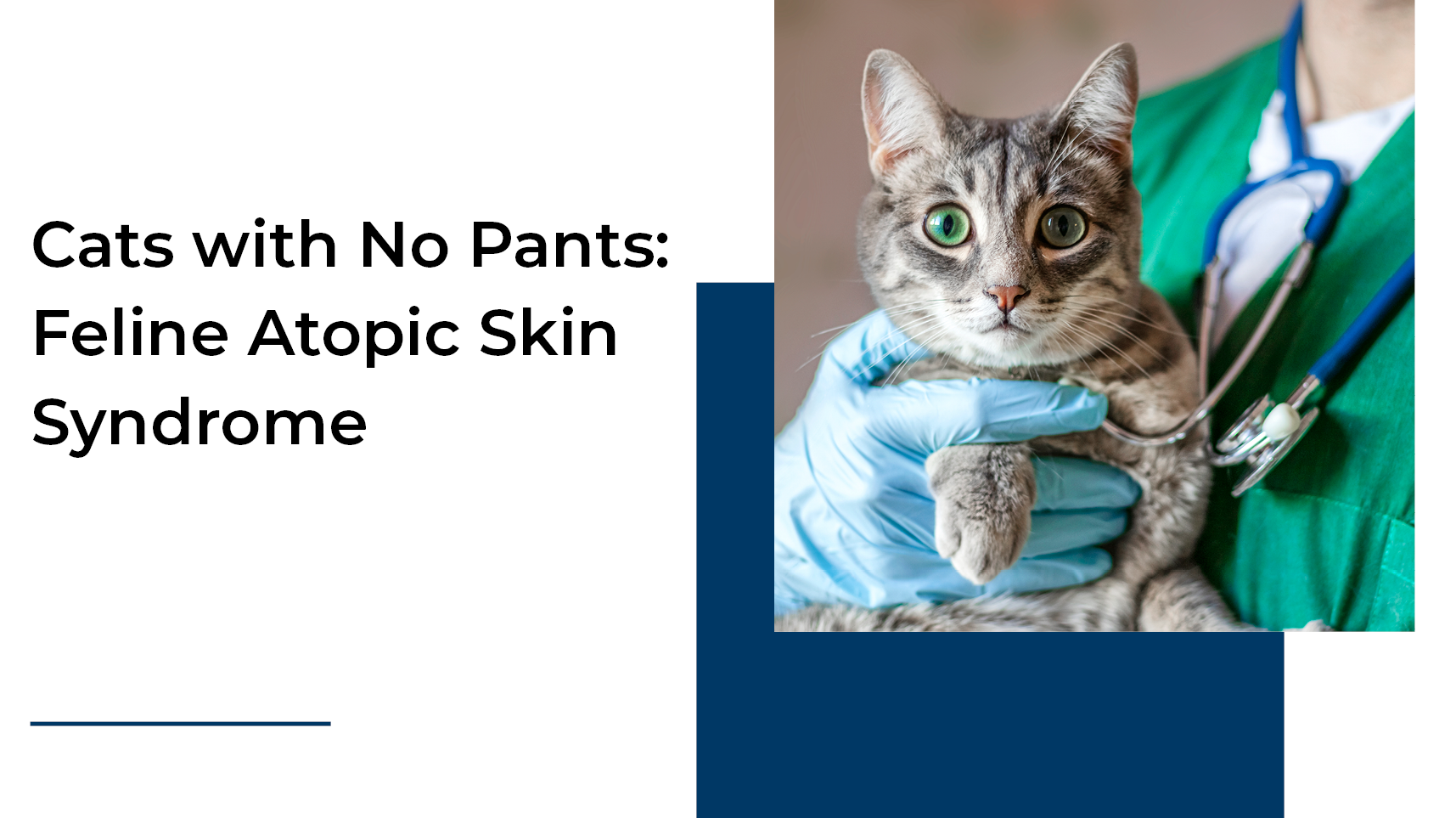 THE PCCA BLOG Cats with No Pants Feline Atopic Skin Syndrome